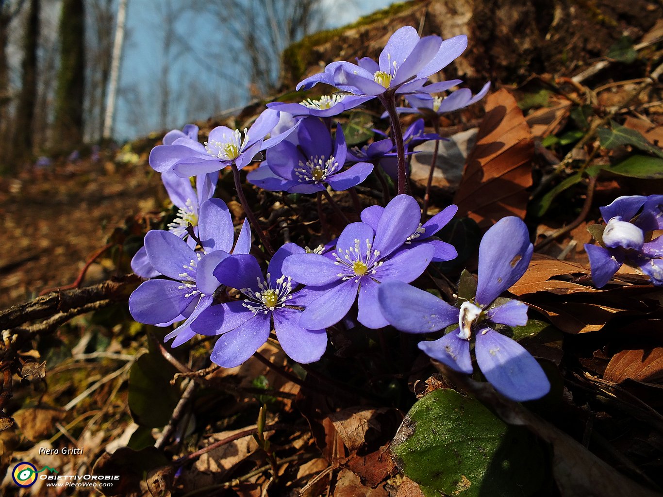 74 Erba Trinità (Hepatica nobilis).JPG